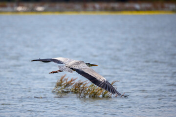 Beautiful Grey heron, Ardea cinerea, in flight