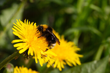 Bumblebee on a yellow dandelion. The insect pollinates the flower. Bumblebee collects nectar in summer. Dandelion in nature