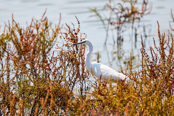A nice prototypical image of a white egret in tall grass on the shore.