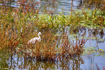 A nice prototypical image of a white egret in tall grass on the shore.