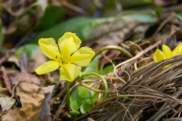 Flowers of yellow floating heart, aquatic plant. Nymphoides peltata