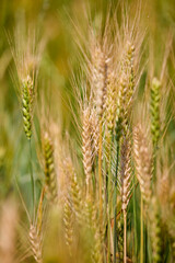 clouse up with almost ripe wheat ears