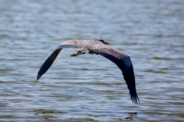 Beautiful Grey heron, Ardea cinerea, in flight