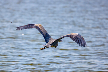 Beautiful Grey heron, Ardea cinerea, in flight