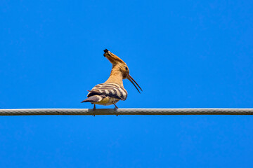 (Upupa epops) sitting on an electric cable
