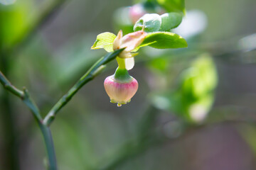 Blueberry blossom, blueberry flowers, wild blueberry, dew on a flower. Small pink buds of wild blueberries on a bush in spring.