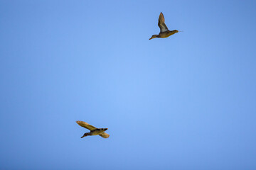 wild ducks in flight in the sky