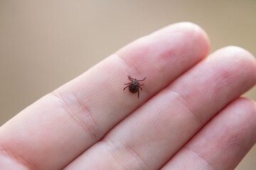 a tick crawls mite on a person's arm, close-up, macro