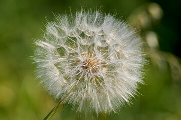 buds and flower Dandelion with yellow petals and green stem