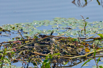 nest with eggs of a Sterna hirundo on a lake © czamfir