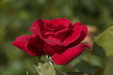red valentine rose and rose buds