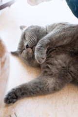 The gray British shorthair blue cat was too hot in summer and slept on the floor