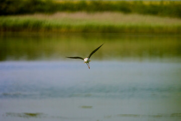 Himantopus himantopus in flight on a sunny summer day