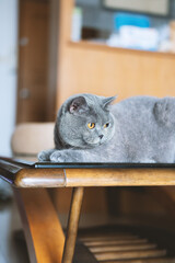 A slightly fat grey British shorthair cat is lying on the glass coffee table in the living room enjoying the sunshine