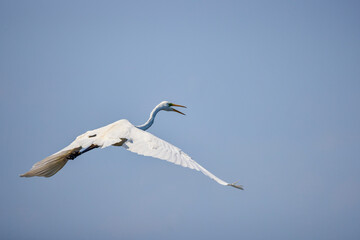 Great White Egret Egretta alba in flight on a sunny summer day