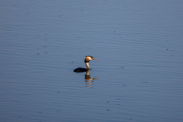 view of great crested grebe on a lake