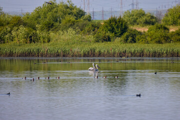image from a lake near a city with pelicans and other birds