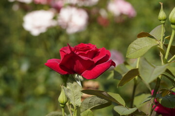 red valentine rose and rose buds