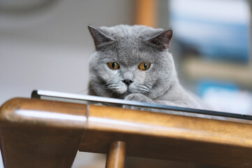 A slightly fat grey British shorthair cat is lying on the glass coffee table in the living room enjoying the sunshine