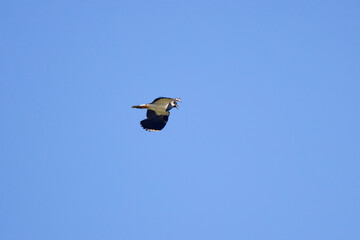 (Vanellus vanellus) in flight in the sky