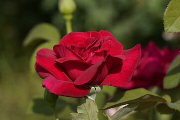 red valentine rose and rose buds