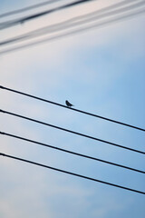 Bird on Power Lines: A lone bird perches serenely on a power line against a pale blue sky, creating a minimalist yet striking image.
