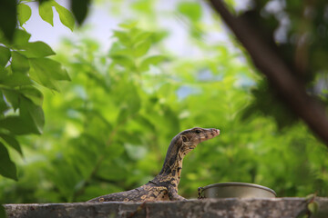 Asian Water Monitor in Lush Green: A captivating image features an Asian water monitor basking in a verdant setting, framed by vibrant green foliage.