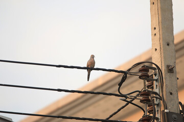 Serene Perch: A solitary dove gracefully rests on a power line against the backdrop of a soft sky, exuding peace and quiet.