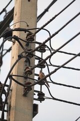 Electrical Grid and Nature's Serenity: A unique perspective of the intricate network of a power...