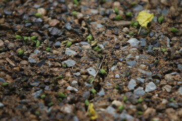 Tiny Sprouts Emerging from Soil: A close-up shot reveals the resilience of nature as delicate seedlings emerge from the dark, rich soil, surrounded by pebbles.
