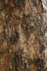 Tree Bark Texture: Close-up of tree bark with rough texture creating an organic background.