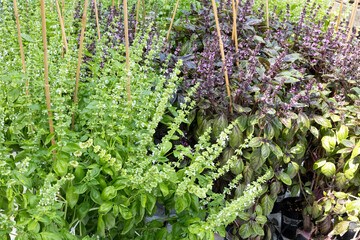Green and red basil plants (Ocimum basilicum) growing side by side in a nursery, displaying their...