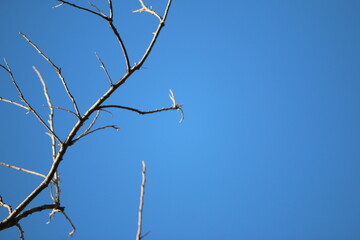 Branches Against the Sky: A delicate dragonfly rests atop a skeletal tree branch, silhouetted against a clear, bright, azure sky. A serene moment of peace.