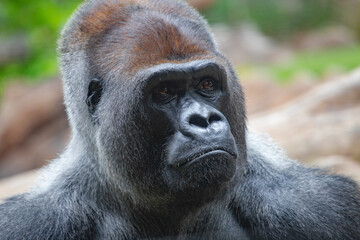 The gorilla is a huge primate.