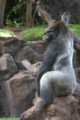 The gorilla is a huge primate.