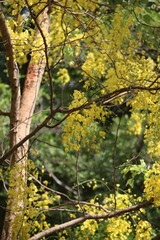 Golden Shower Tree in Bloom: A captivating display of golden shower tree blossoms in full bloom, with a focus on the delicate details of the flowers and the textures of the tree.