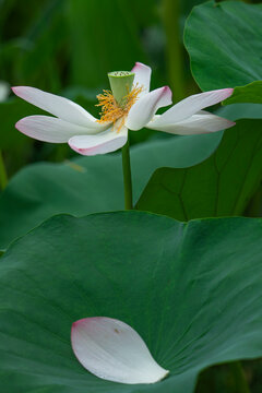 Beautiful pink lotus flowers bloom among the green lotus leaves