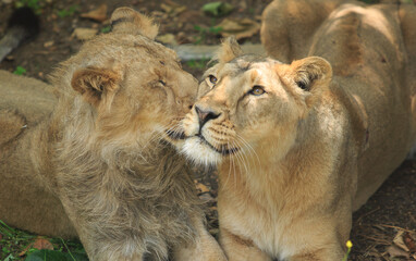 Young adolescent Asiatic Male Lion licking and grooming his Mum.