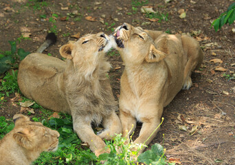 Asiatic Lioness licking and grooming her adolescent Male Cub. There is another lion in the foreground watching