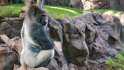 The gorilla is a huge primate.