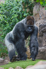 The gorilla is a huge primate.