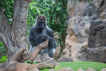 The gorilla is a huge primate.