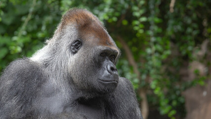 The gorilla is a huge primate.