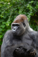 The gorilla is a huge primate.