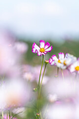 秋に咲く可憐なコスモスの花