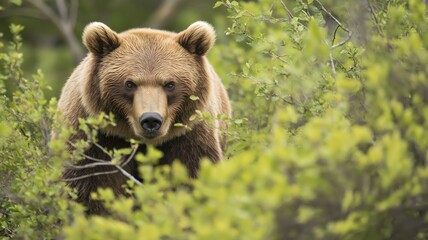 Fototapeta premium A brown bear watches its surroundings amid vibrant green foliage in the morning light.