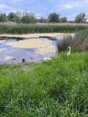 river in summer
