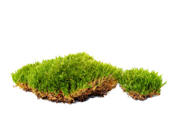Green forest natural moss isolated on white background.