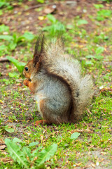 Cute European red squirrel gnaws nuts in the grass.