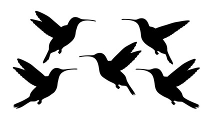 humming bird silhouette vector illustration on tranparent background